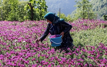 آغاز برداشت گل گاوزبان در رودسر؛گیلان بزرگترین تولید کننده این گیاه دارویی در ایران