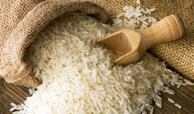 پول و برنج بیشتر، دستاورد افزایش پرورش راتون در لاهیجان