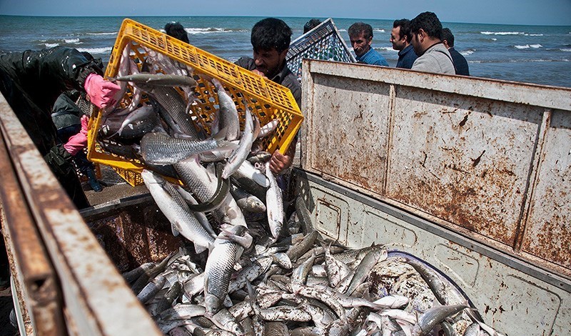 ۸۲۸ تن ماهی استخوانی امسال از دریای خزر صید شد 