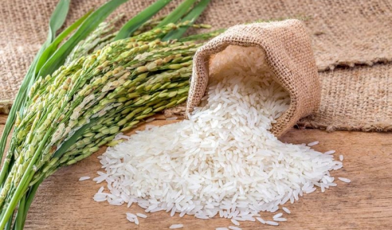 ارتقای کمیت و کیفیت برنج گیلان در سال آینده