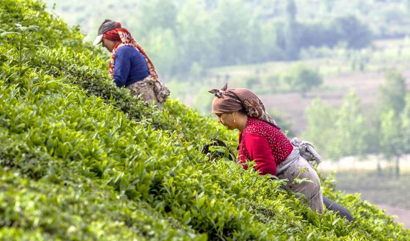 کاهش ۱۳ هزار هکتاری اراضی کشت برگ سبز چای