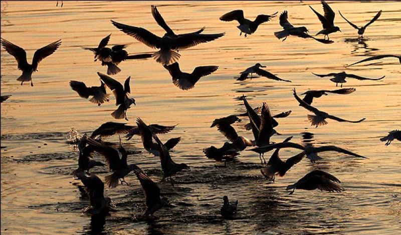 جمعیت پرندگان در مناطق شکار ممنوع انزلی مطلوب است