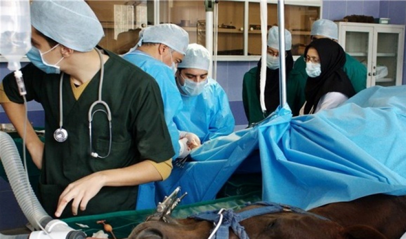 افتتاح اولین بیمارستان ویژه دام های کوچک در گیلان