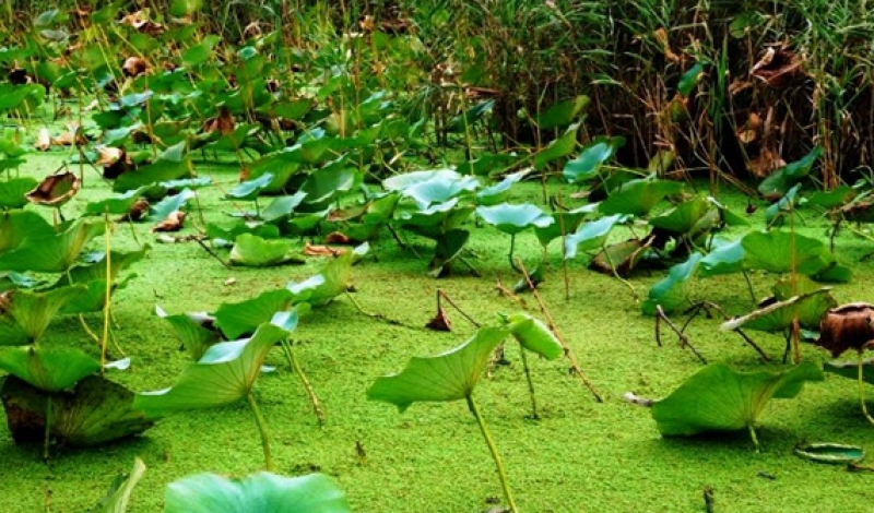 تالاب ها از هجوم گونه های گیاهی مهاجم در امان نیستند