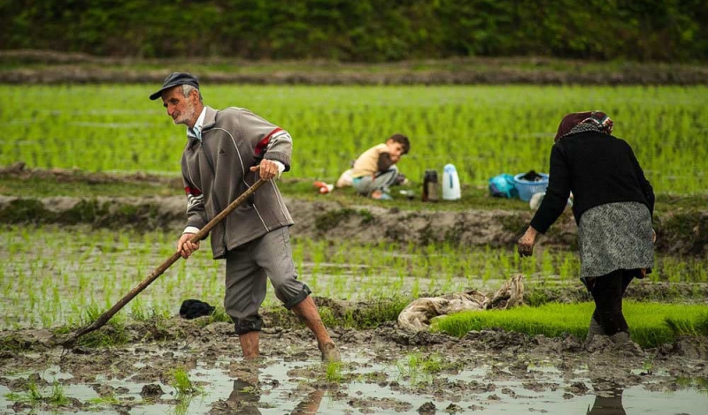 آسان شدن کشت برنج از سیاست های مهم وزارت کشاورزی