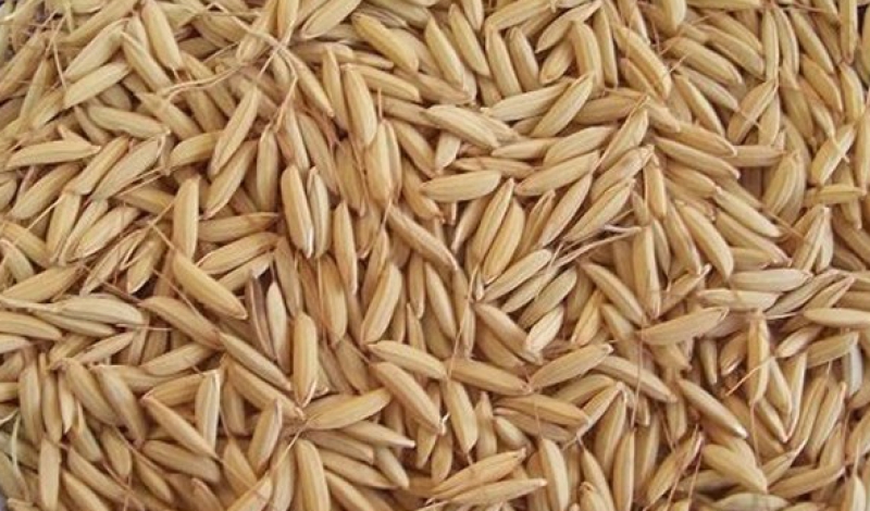 آغاز توزیع بذرگواهی شده ۳ رقم بومی برنج در گیلان