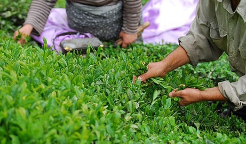 اعتبار 120 میلیارد تومانی جهت خرید تضمینی برگ سبز چای