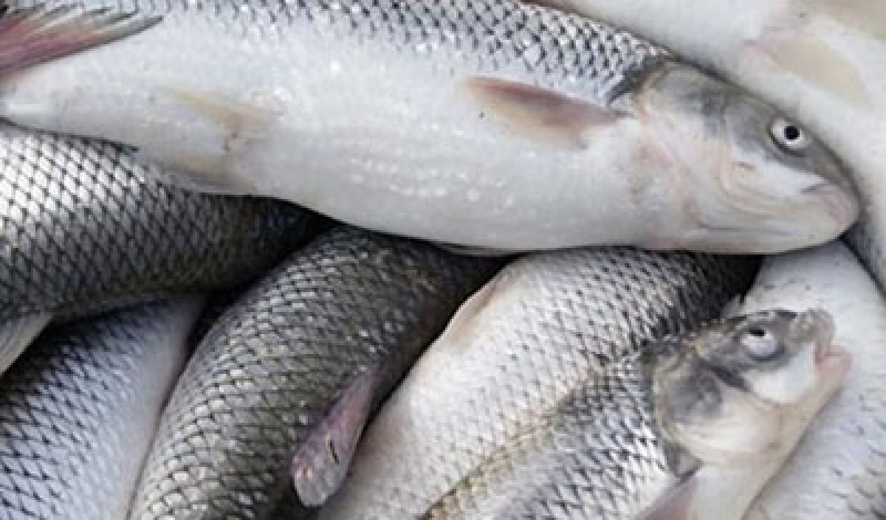 کفال و ماهی سفید بیشترین ماهیان صید شده در گیلان