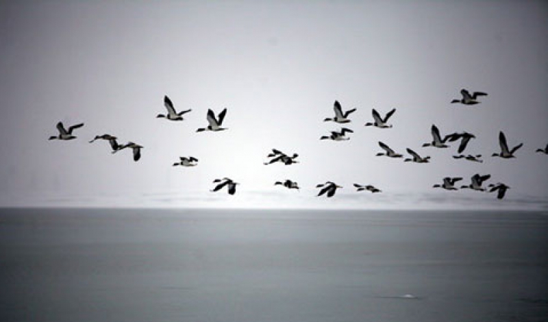 بازگشت پرندگان مهاجر گیلان به سیبری و اروپای شمالی