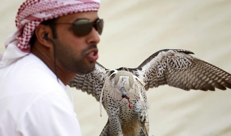 قاچاق پرندگان شکاری گیلان به کشورهای حاشیه خلیج فارس