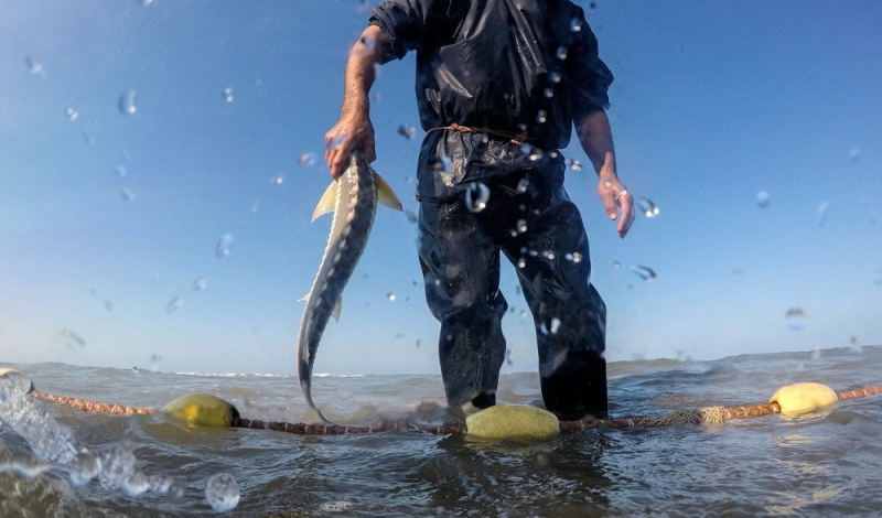 آسیب جدی به ذخیره دریای خزر با صید ماهیان بارور
