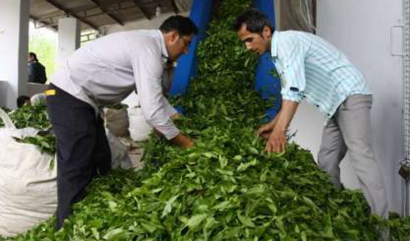 اعلام آمادگی 150کارخانه چایسازی برای خرید برگ سبزچای از چایکاران