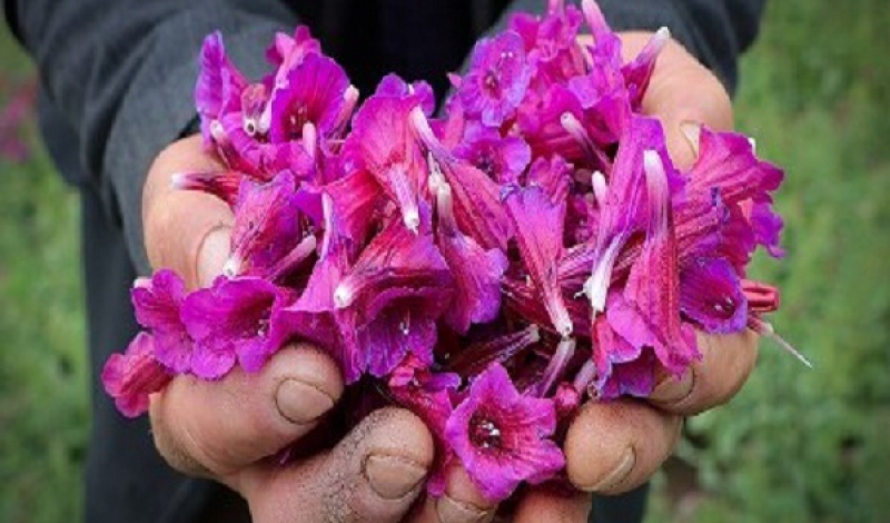 احتمال افزایش تولید 49درصد گل گاوزبان در گیلان