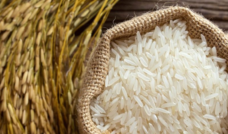عملیات تولید برنج در گیلان تسریع می یابد