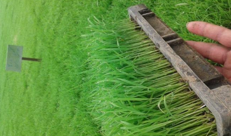خسارت خزانه های برنج گیلان در دست بررسی است