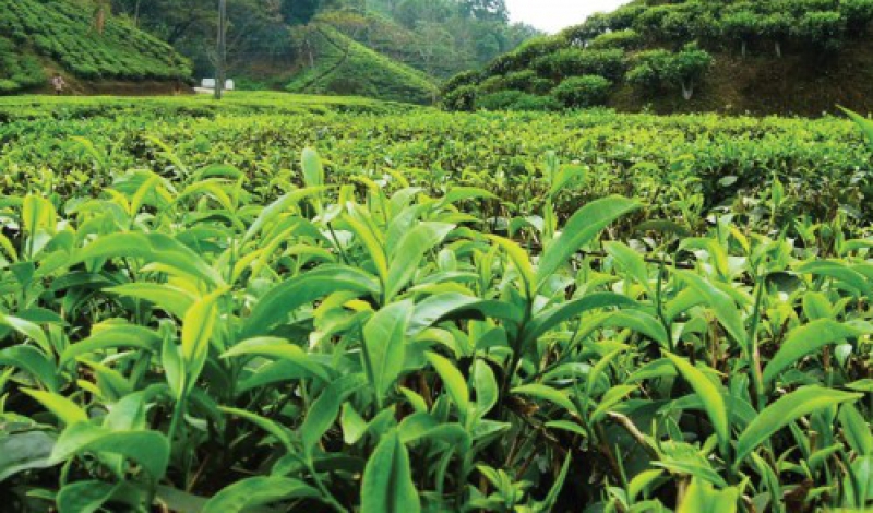 اعلام آمادگی کارخانه چایسازی برای خرید تضمینی برگ سبز چای