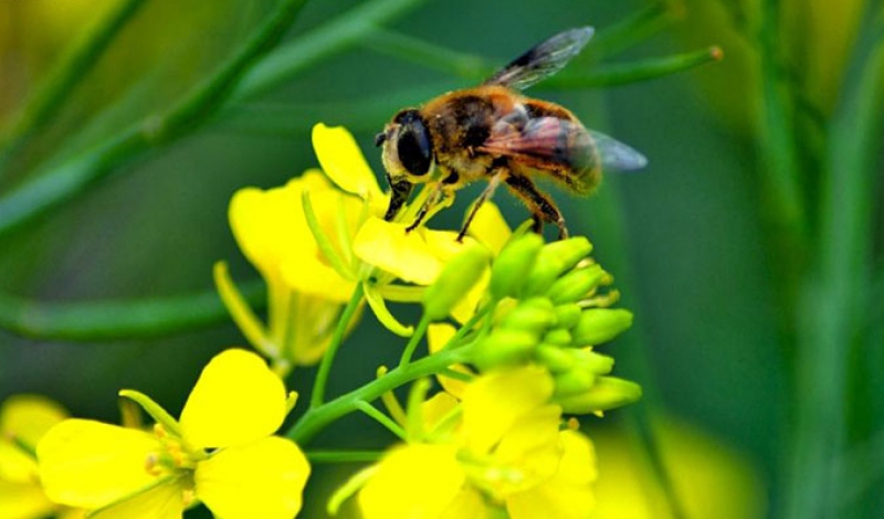 تاثیر کلزا در توسعه صنعت پرورش زنبور عسل گیلان