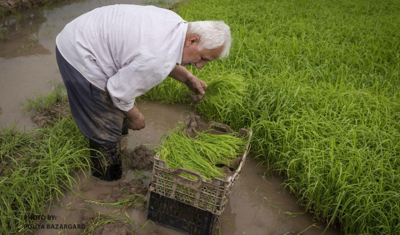 برنج هاشمی، از تولد تا فراگیری