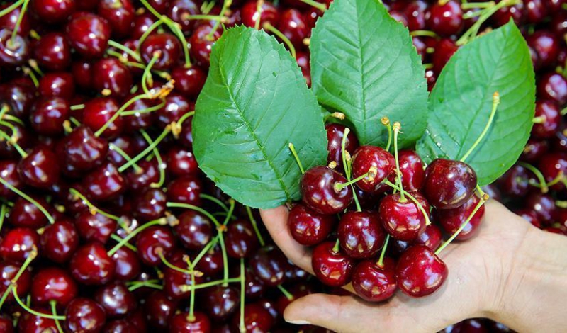 آغاز برداشت گیلاس در گیلان