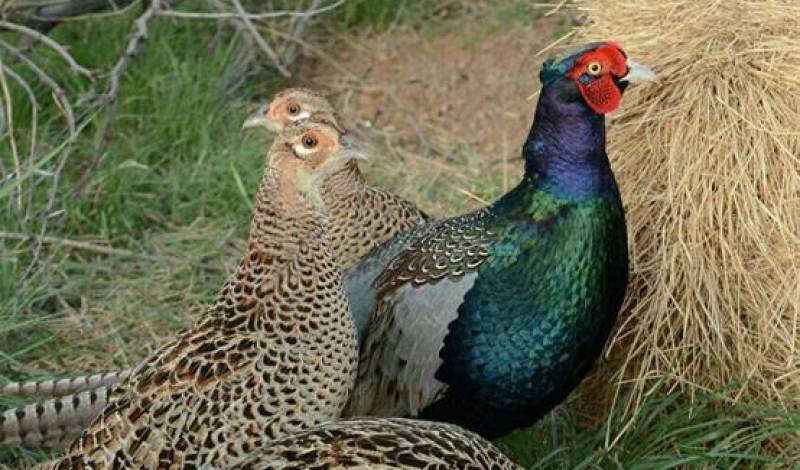 افزایش قرقاول در یکی از مهمترین زیستگاه های این پرنده در گیلان