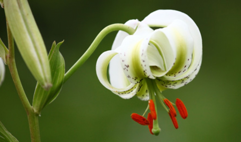 نادرترین گل جهان در رودبار شکوفه داد