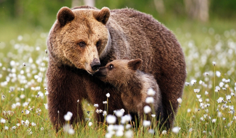 تردد خرس مادر به همراه دو توله اش در شفت