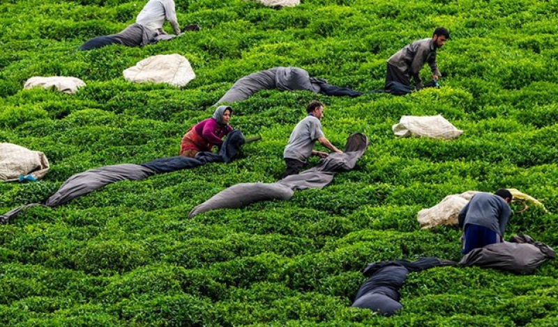 نرخ تعرفه واردات چای از ۲۰ به ۵ درصد کاهش  یافت