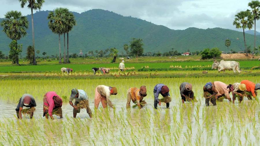 اجرای کشت قراردادی برنج در گیلان با هدف حمایت از تولید