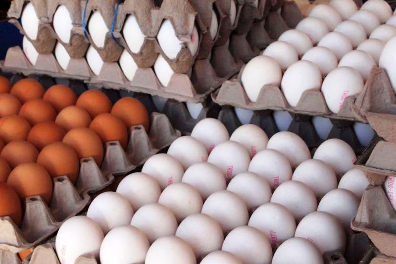 وعده ی کاهش قیمت تخم مرغ در گیلان بعد از واردات