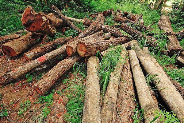 رشد ۲ برابری کشفیات چوب آلات جنگلی / شگردهای قاچاقچیان تغییر کرده