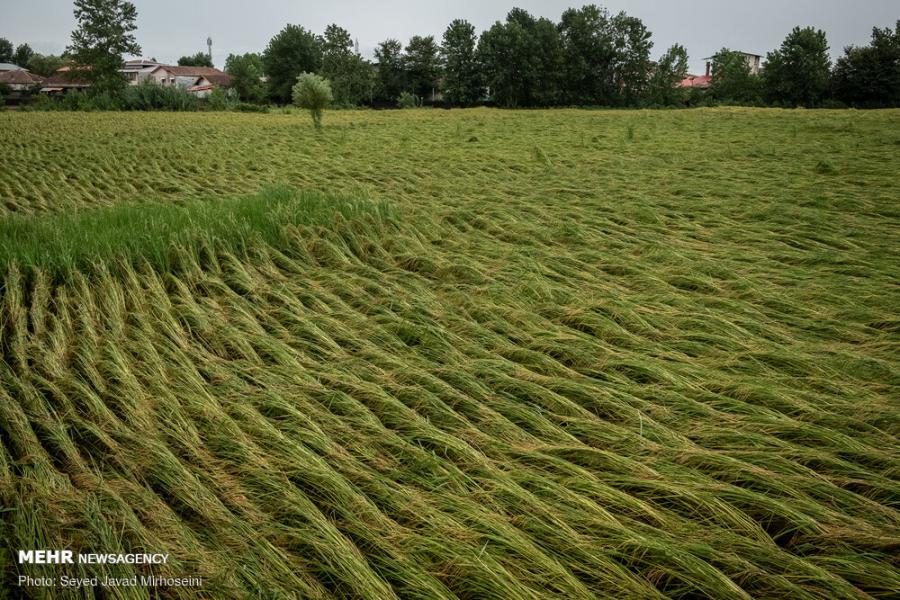 کاهش ۳۰ درصدی بارش باران/ شالیکاران بیمه محصول برنج را جدی بگیرند