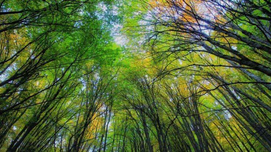 ثبت ملی جنگل های هیرکانی فتاتو در رشت