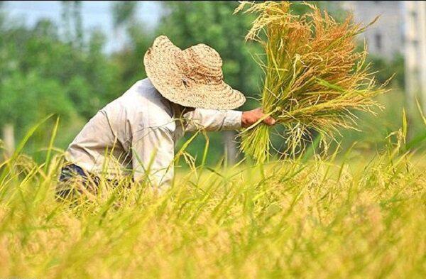 هشدار افزایش قیمت برنج ایرانی ؛ جدیدترین نرخ برنج در بازار / پرونده واردات برنج ارزان روی میز ستاد تنظیم بازار
