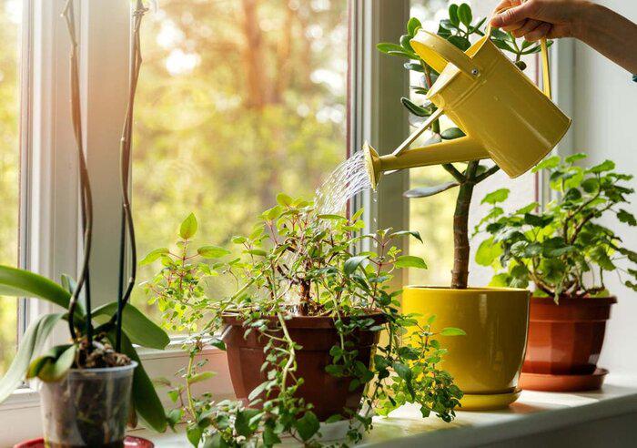 با آغاز فصل سرما چگونه گیاهان خانگی را سالم نگه داریم؟