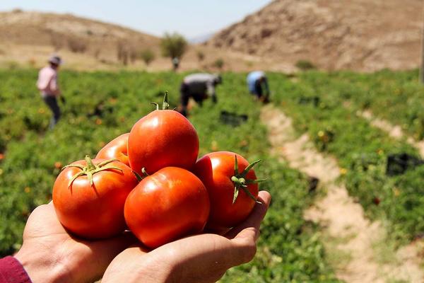 اختلاف ۱۰ هزار تومانی از تولید تا بازار گوجه فرنگی / گران فروشی را پای کشاورزان ننویسید