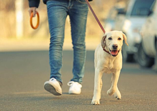 سگ گردانی در شهر، مراکز تفریحی و پارک های لاهیجان ممنوع شد