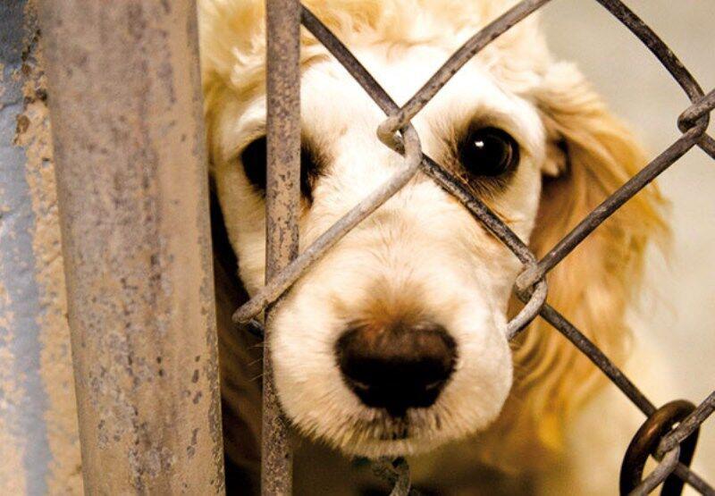 لایحه حمایت از حیوانات در هیأت دولت تصویب شد