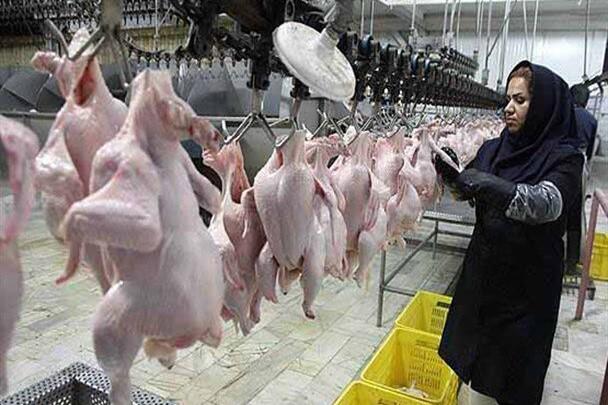 افزایش کشتار مرغ  در گیلان