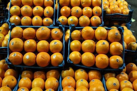 پرتقال های نارنجی رنگ در این موقع سال سالم نیستند