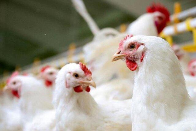 توقیف خودرویی با ۲۵۰۰ قطعه مرغ فاقد مجوز در رودبار
