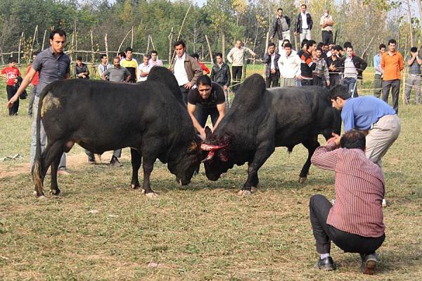 آشکار و پنهانِ «ورزا جنگ» از سنگر تا کوچصفهان
