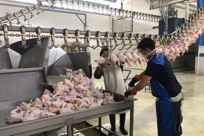 احتکار بیش از ۲ تن مرغ در یک کشتارگاه در آستانه اشرفیه