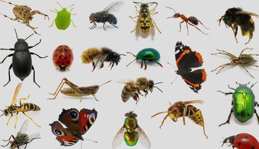 حشرات ناقل نه اما عامل جابه جایی کرونا هستند