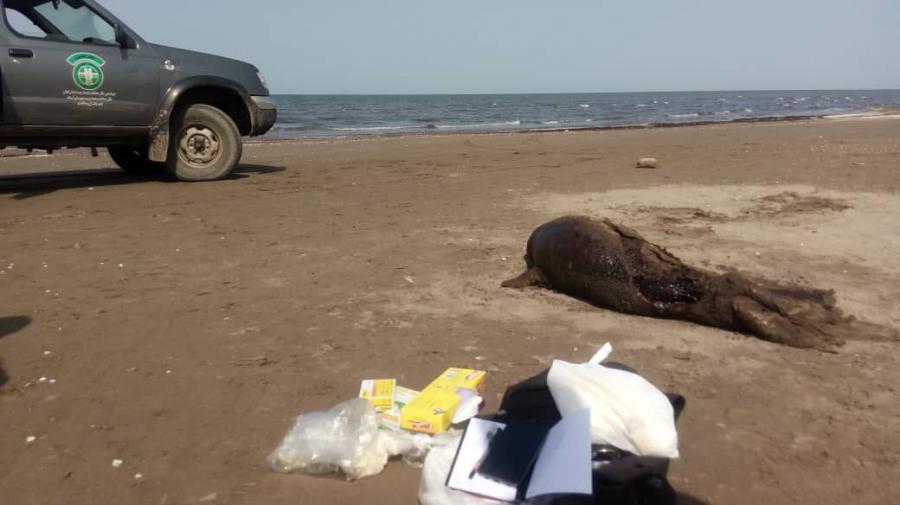 لاشه ۲ فُک کاسپین در سواحل بندرکیاشهر پیدا شد