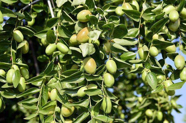 شناسنامه باغات زیتون گیلان مدرکی معتبر برای ردیابی محصول  