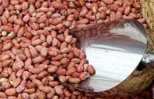 بادام زمینی آستانه بالاترین کیفیت را در دنیا دارد اما زمین  آن به ویلا تبدیل شده است/ کاهش ۵۰ درصدی تولید خشکبار