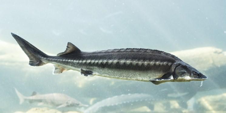 ماهی 289 میلیون ساله در مسیر احیا/پرورش سلطان ماهی کاسپین در آستارا