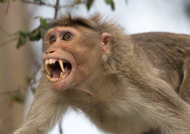 میمون هایی که از زیستگاه  خود آواره ی جنگل های شمال می شوند/تولید مثل راکونِ آمریکای شمالی از آستارا تا ساری 