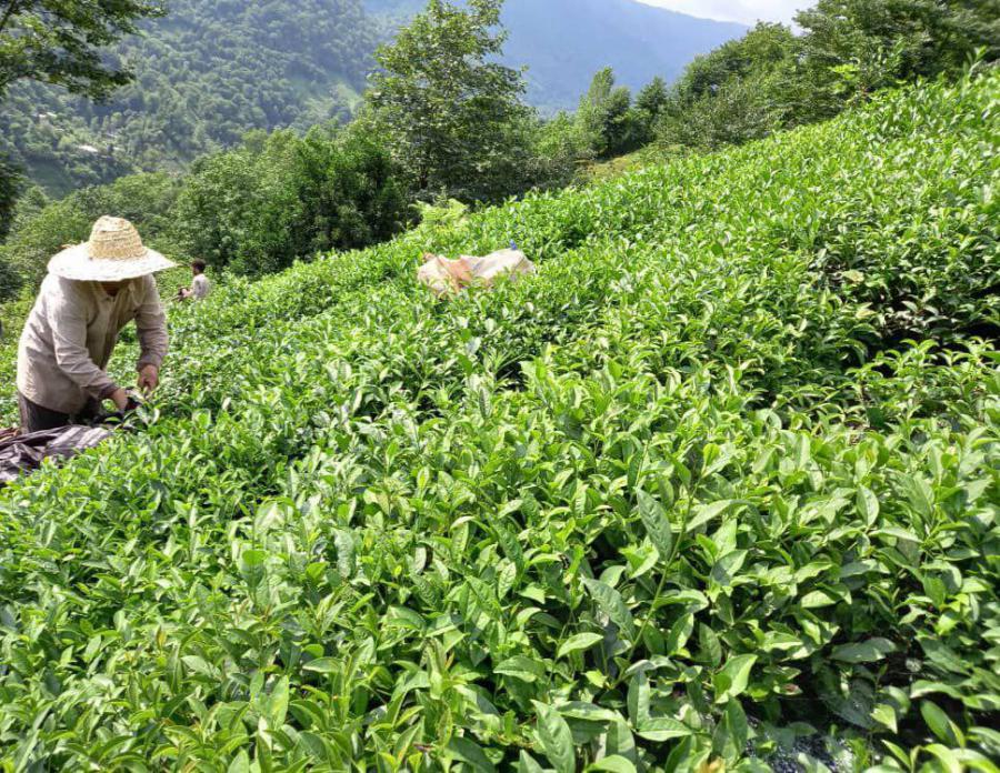 برداشت چین دوم برگ سبز چای از باغ های شمال کشور