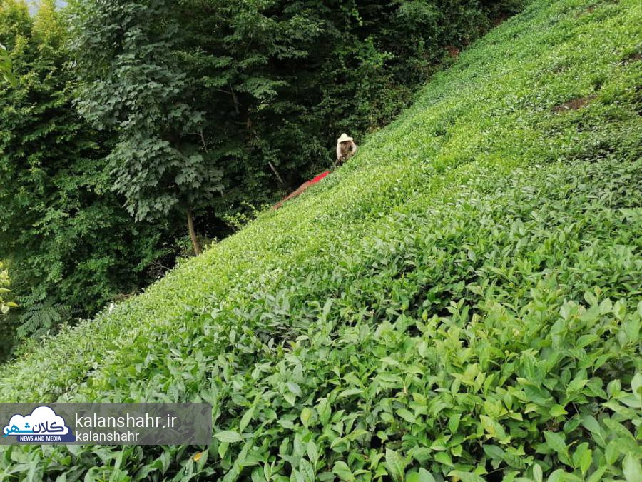 فرصتی خوب برای چین چهارم برگ سبز چای در کشور